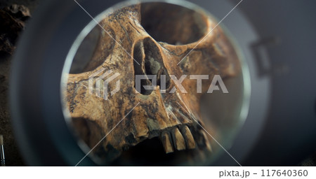 Close up of archaeologist cleaning skull of ancient prehistoric human with brush 117640360