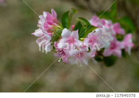 Beautiful pink flowers Weigela florida. Flowers of weigela florida. Blooming garden in spring garden in day. 117640378