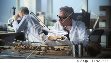 Senior archaeologist examines and analyzes fossil remains 117640552