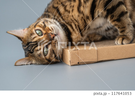 The cat rubs against the cardboard. The cat loves its cardboard toy. The cat rubs against the cardboard. The cat loves its cardboard toy. 117641053