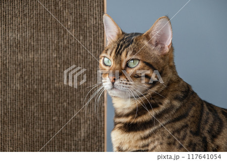 A cat with a cardboard scratching post. A cat with a cardboard scratching post. 117641054