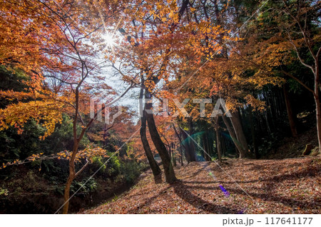 【水沢もみじ谷】の紅葉(三重県四日市市) 【水沢もみじ谷】の紅葉(三重県四日市市) 117641177
