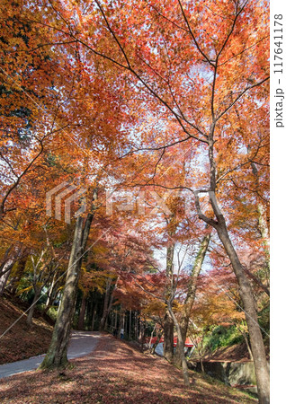 【水沢もみじ谷】の紅葉（三重県四日市市） 117641178
