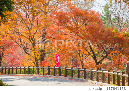 【水沢もみじ谷】の紅葉（三重県四日市市） 117641188