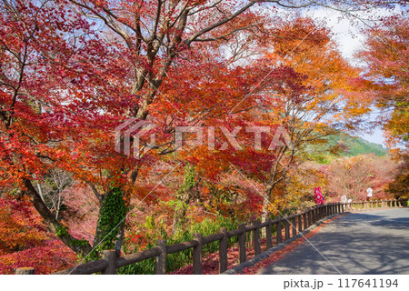 【水沢もみじ谷】の紅葉（三重県四日市市） 117641194