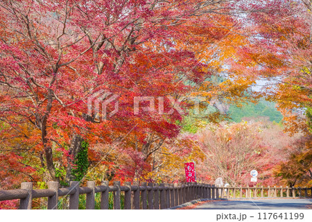【水沢もみじ谷】の紅葉（三重県四日市市） 117641199
