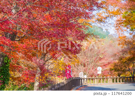 【水沢もみじ谷】の紅葉（三重県四日市市） 117641200