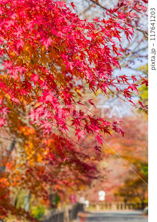 【水沢もみじ谷】の紅葉（三重県四日市市） 117641203