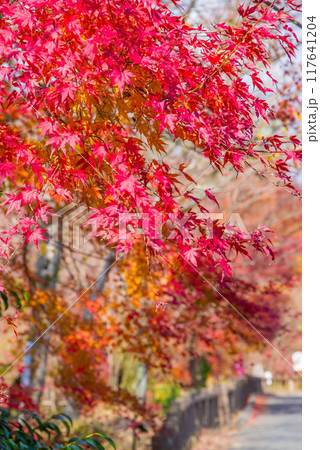 【水沢もみじ谷】の紅葉（三重県四日市市） 117641204