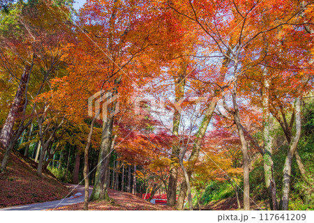 【水沢もみじ谷】の紅葉(三重県四日市市) 【水沢もみじ谷】の紅葉(三重県四日市市) 117641209