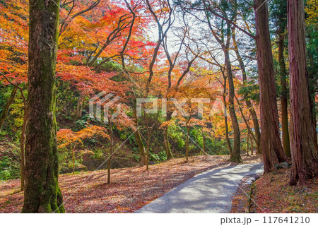【水沢もみじ谷】の紅葉（三重県四日市市） 117641210