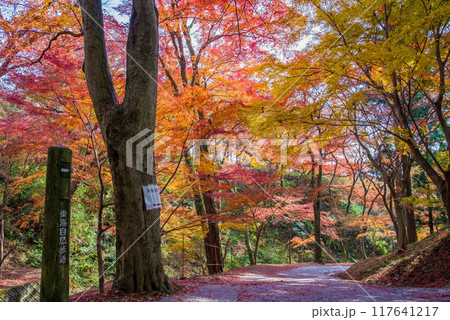 【水沢もみじ谷】の紅葉（三重県四日市市） 117641217