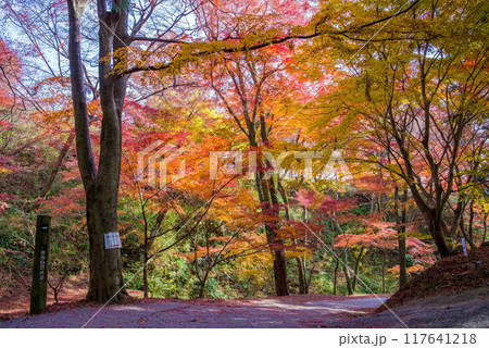 【水沢もみじ谷】の紅葉（三重県四日市市） 117641218