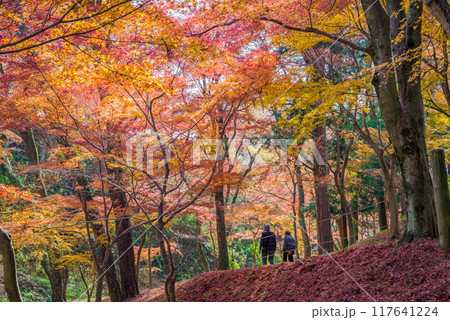 【水沢もみじ谷】の紅葉（三重県四日市市） 117641224