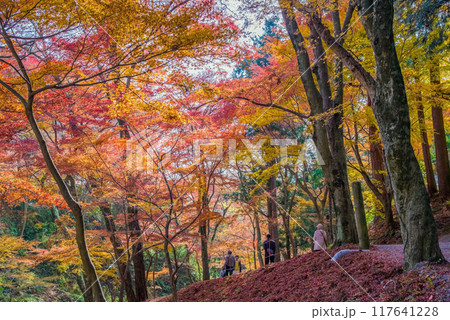 【水沢もみじ谷】の紅葉（三重県四日市市） 117641228