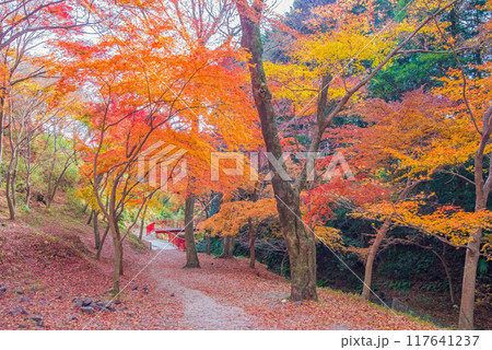 【水沢もみじ谷】の紅葉（三重県四日市市） 117641237