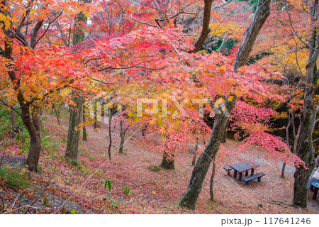 【水沢もみじ谷】の紅葉(三重県四日市市) 【水沢もみじ谷】の紅葉(三重県四日市市) 117641246