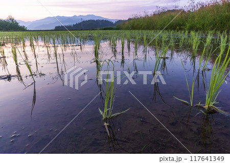 240622上野平z028 240622上野平z028 117641349