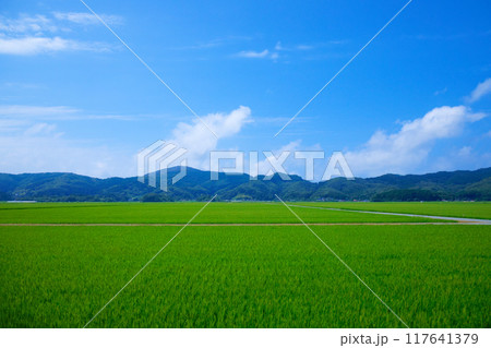 海里より庄内地方の田園風景を望む 鶴岡市 下興屋 海里より庄内地方の田園風景を望む 鶴岡市 下興屋 117641379
