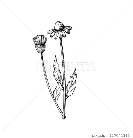 Vector Chamomiles. Hand painted linear flowers. Graphic daisy isolated on background. Botanical and wedding illustration. For designers, invitations, decoration, postcards, wrapping paper 117641512