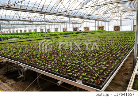 Plants grown in an industrial scale in a weather controlled glasshouse 117641657