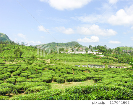 Tea gardens Tea gardens 117641662