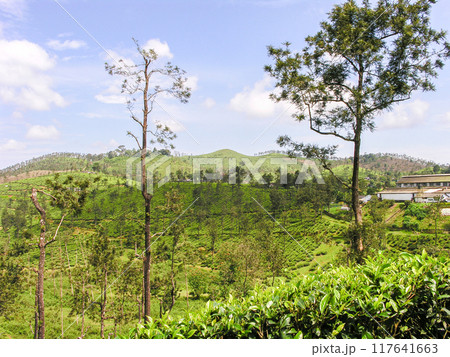 Tea gardens 117641663