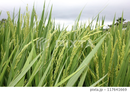 South Sea, German Village, South Korea July Rice Ears Blown by the Wind 117641669