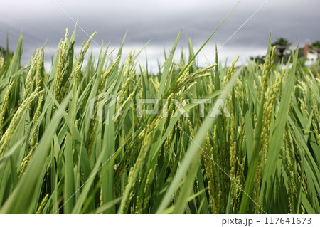 South Sea, German Village, South Korea July Rice Ears Blown by the Wind 117641673