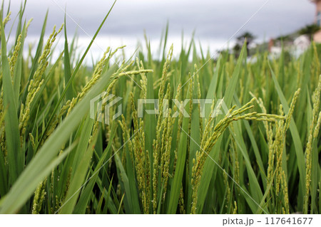 South Sea, German Village, South Korea July Rice Ears Blown by the Wind 117641677