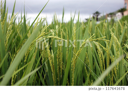 South Sea, German Village, South Korea July Rice Ears Blown by the Wind 117641678