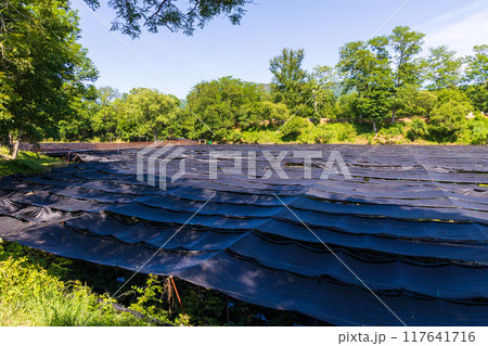 長野県安曇野市 初夏の大王わさび農場 わさび田 長野県安曇野市 初夏の大王わさび農場 わさび田 117641716