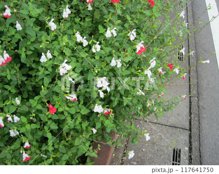 チェリーセージ(ホットリップス)の写真 チェリーセージ(ホットリップス)の写真 117641750