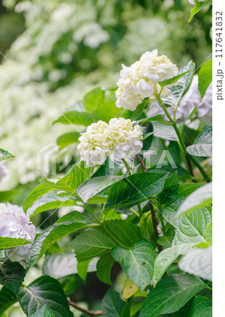 梅雨の晴れ間に咲く紫陽花 117641832