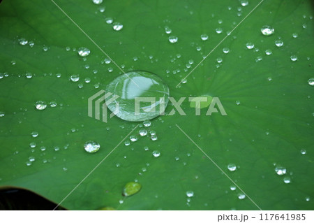 ハスの葉の上に水玉 (高知県 土佐市 蓮池公園) ハスの葉の上に水玉 (高知県 土佐市 蓮池公園) 117641985