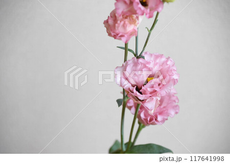 トルコ桔梗 トルコ桔梗 117641998