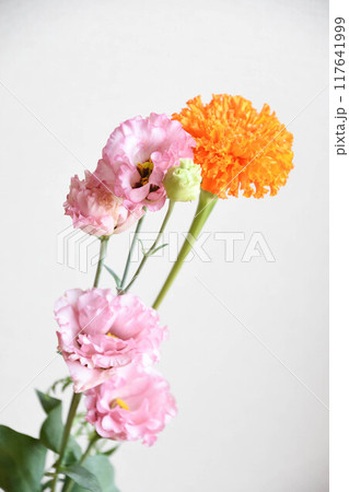 マリーゴールドとトルコ桔梗 マリーゴールドとトルコ桔梗 117641999