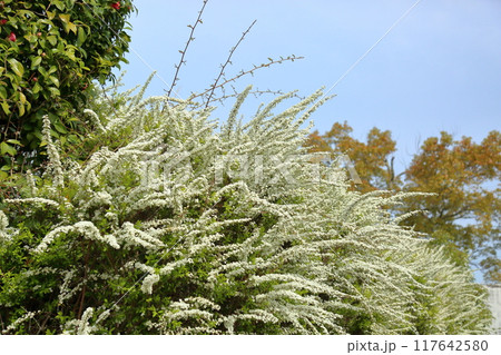 活き活き ユキヤナギの花 活き活き ユキヤナギの花 117642580