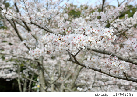 桜の花 染井吉野 満開 桜の花 染井吉野 満開 117642588