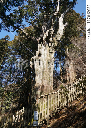 玉置神社・神代杉 玉置神社・神代杉 117642622