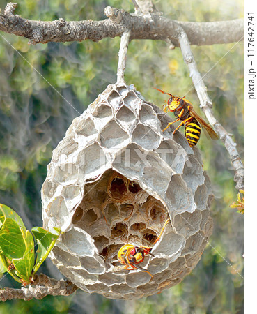 A vibrant wasp nest hangs from a tree, showcasing nature intricate architecture 117642741