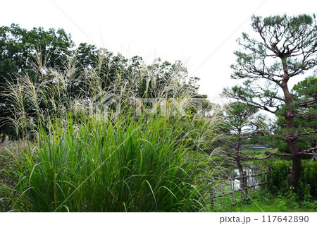 ススキのある風景　秋の公園 117642890