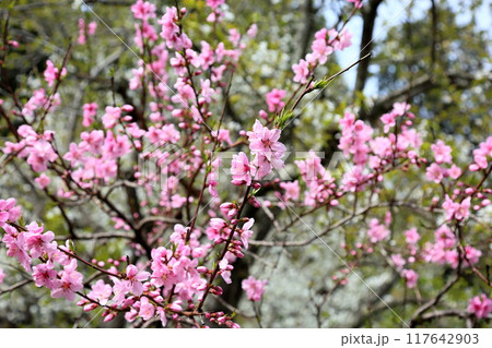満開 ハナモモの花 満開 ハナモモの花 117642903