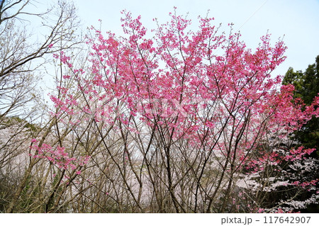 桜の花 陽光 満開 桜の花 陽光 満開 117642907