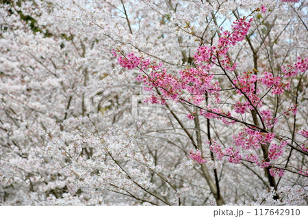 桜の花　陽光　満開 117642910