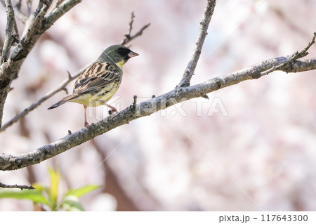 桜の木に留まるアオジの雄 117643300