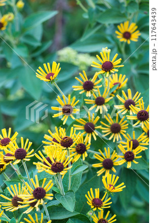 ルドベキアヘンリーアイラーズ 黄色の花の風景 ルドベキアヘンリーアイラーズ 黄色の花の風景 117643439
