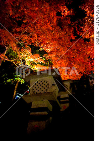 ライトアップされた紅葉 ライトアップされた紅葉 117643556