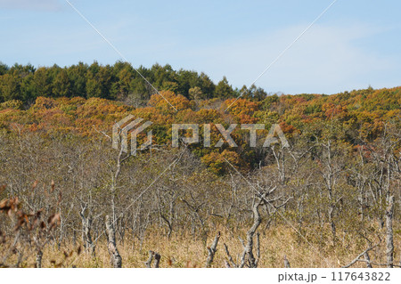 秋の釧路湿原 117643822