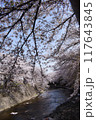 恩田川の桜のある風景 117643845